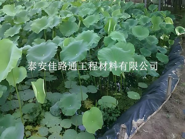魚蝦養(yǎng)殖防滲膜為何選糙面？這些優(yōu)勢很關鍵